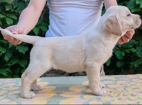 5  labrador  db0525.jpg